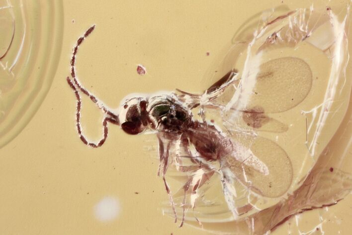 Fossil Wasp and Gall Midge in Baltic Amber #315210